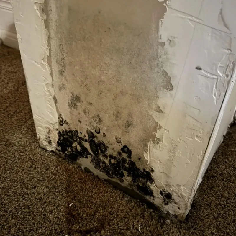 Professional Mold Removal in Coleman, TX